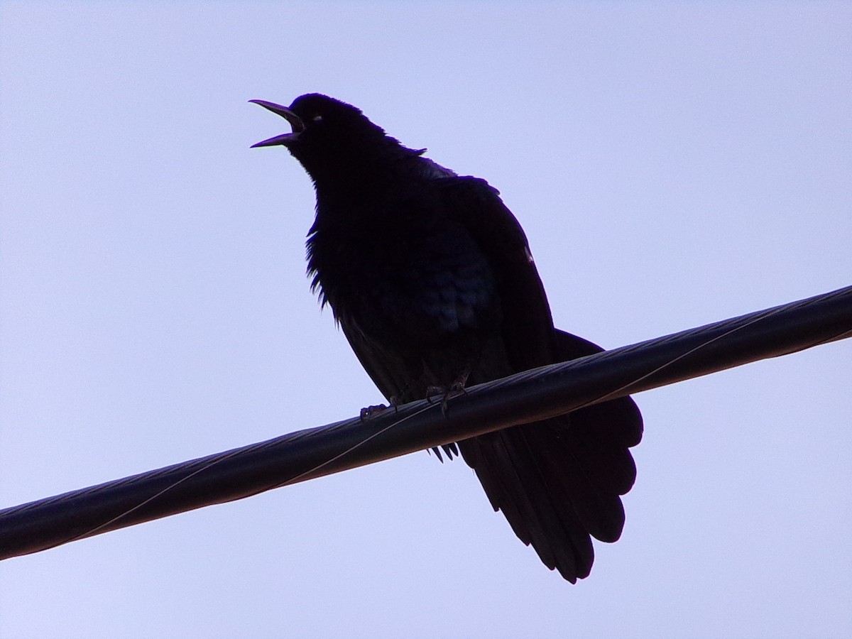 Great-tailed Grackle - ML643574167