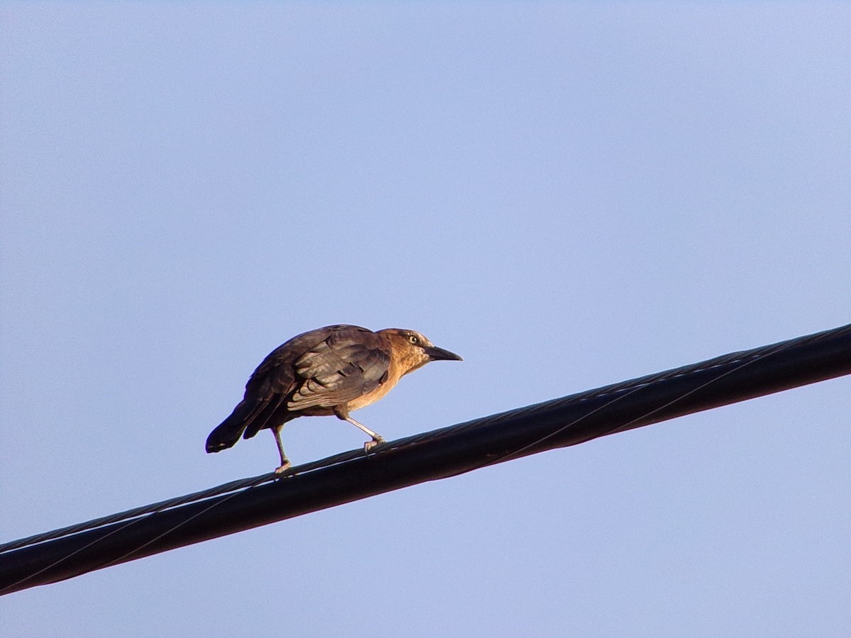 Great-tailed Grackle - ML643574168