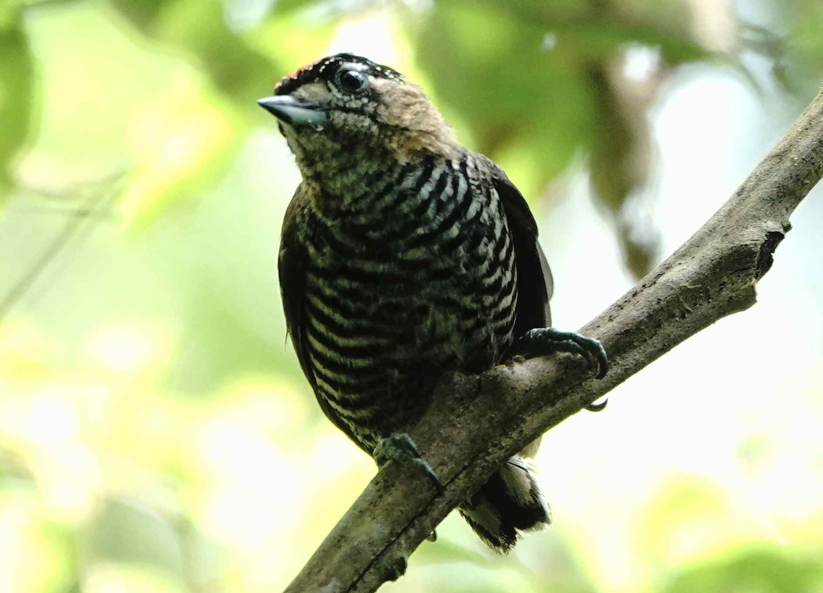 Ochre-collared Piculet - ML643574169