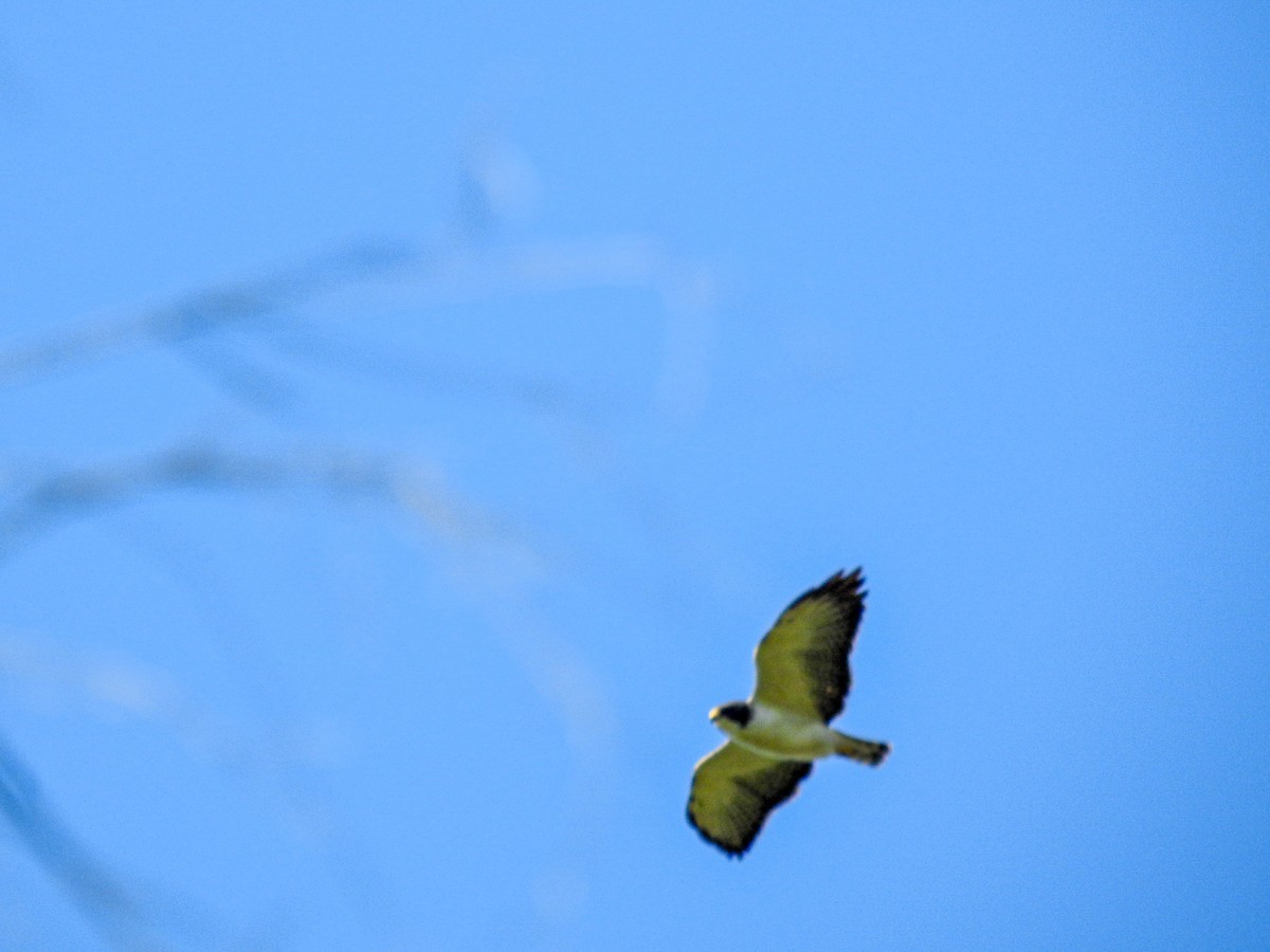 Short-tailed Hawk - ML643574170