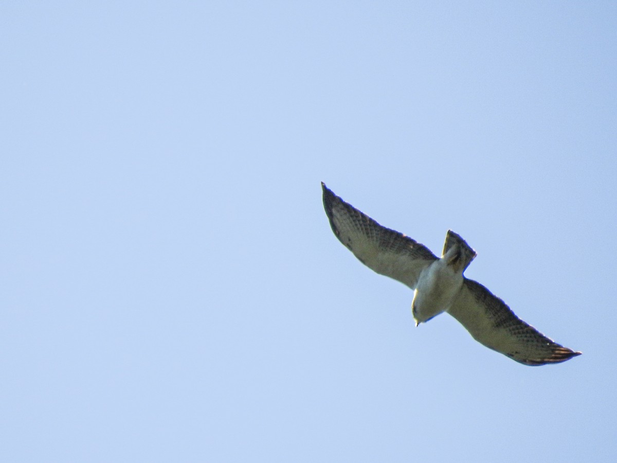 Short-tailed Hawk - ML643574171