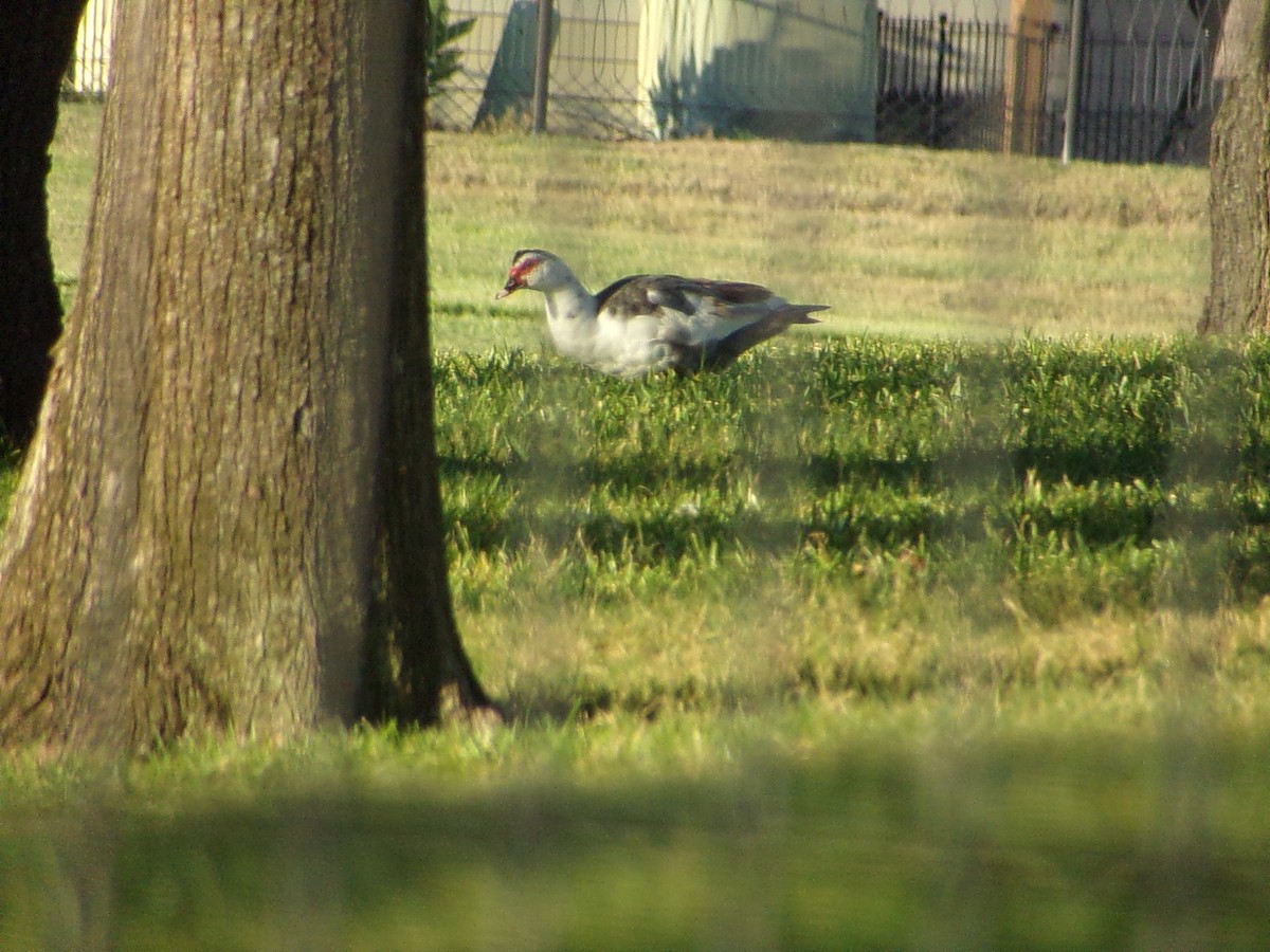 Muscovy Duck (Domestic type) - ML643574172