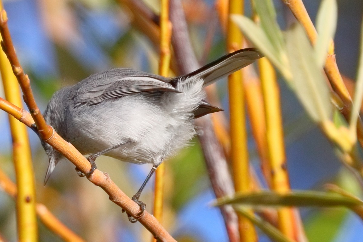 Blue-gray Gnatcatcher - ML643574174