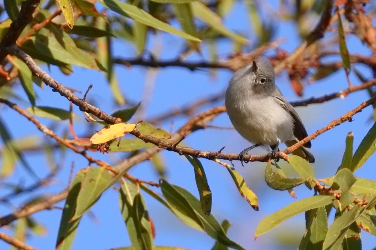 Blue-gray Gnatcatcher - ML643574175