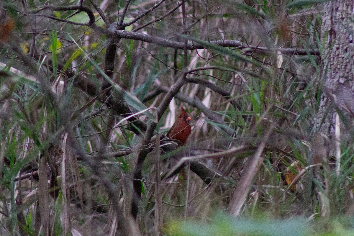 Northern Cardinal - ML643574177