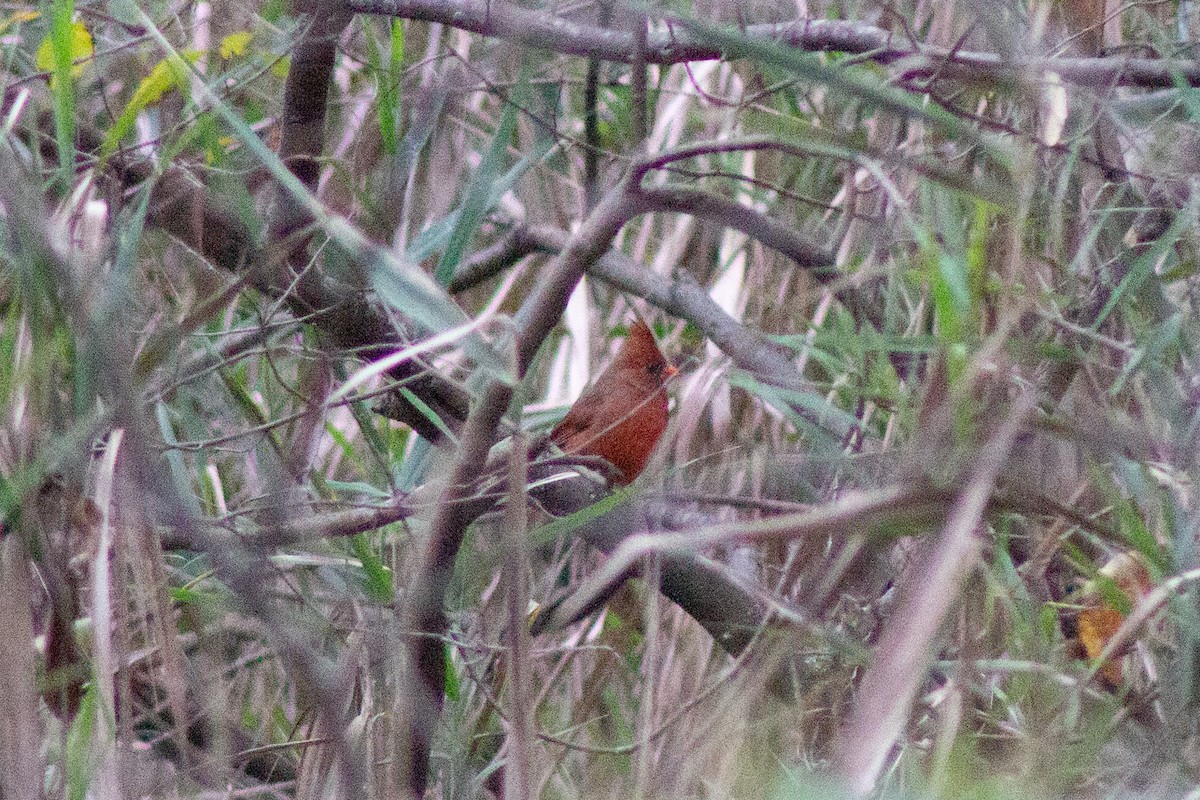Northern Cardinal - ML643574178