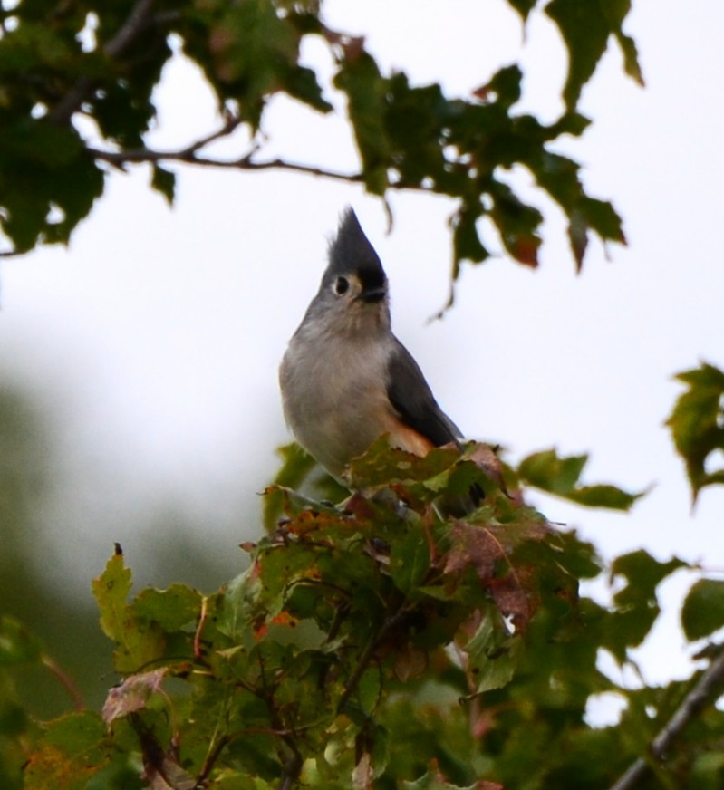 Tufted Titmouse - ML643574180
