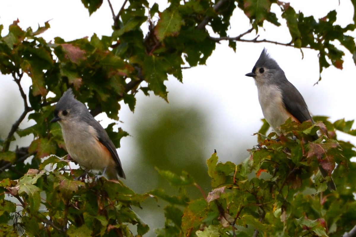 Tufted Titmouse - ML643574181