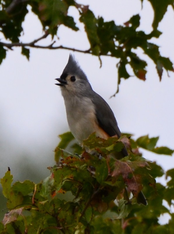 Tufted Titmouse - ML643574182
