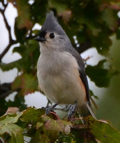 Tufted Titmouse - ML643574183