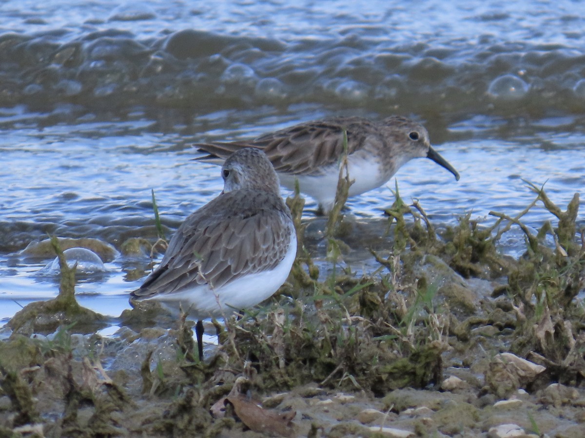 Least Sandpiper - ML643574185