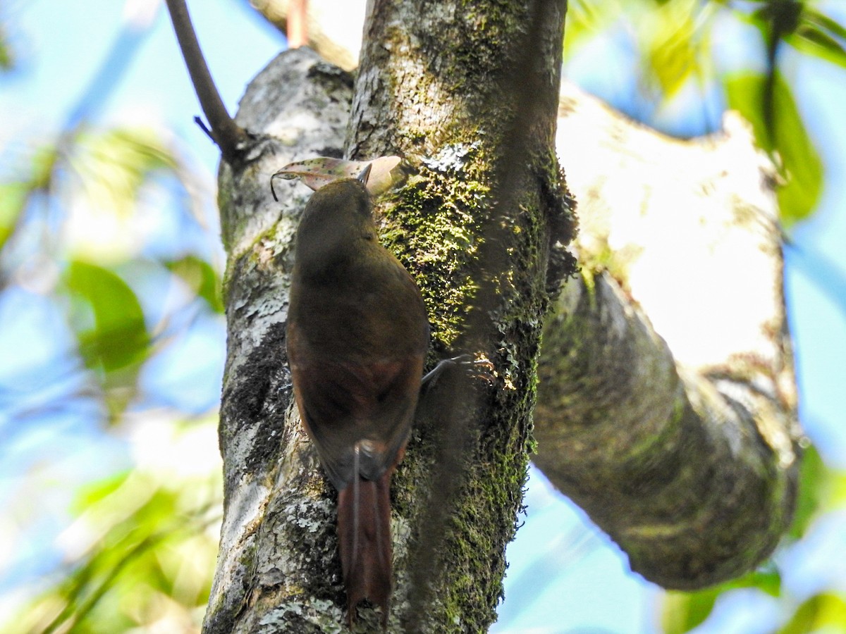 Olivaceous Woodcreeper - ML643574186
