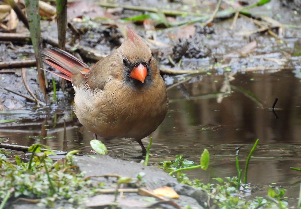 Northern Cardinal - ML643574187