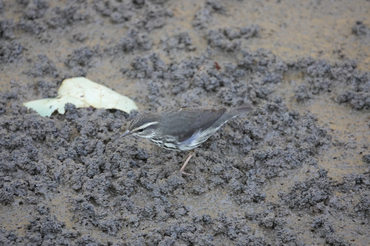 Northern Waterthrush - ML643574191