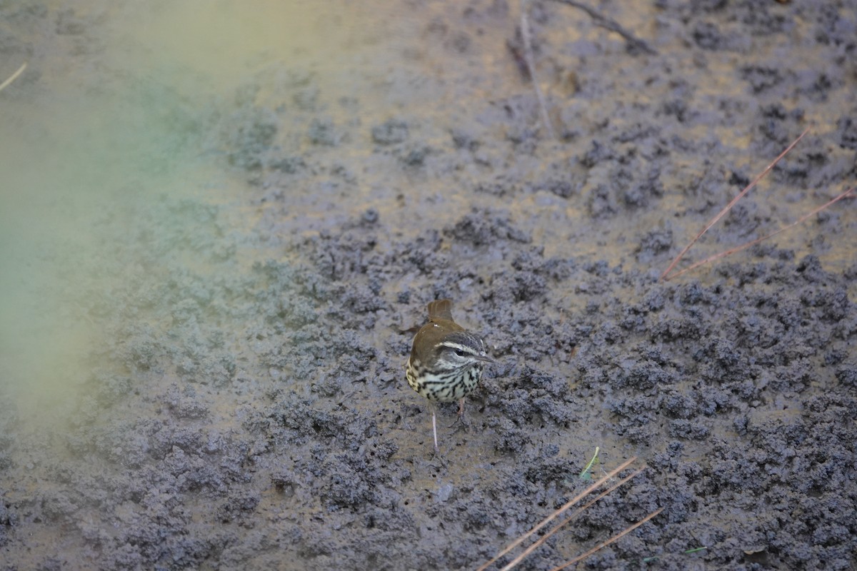 Northern Waterthrush - ML643574192