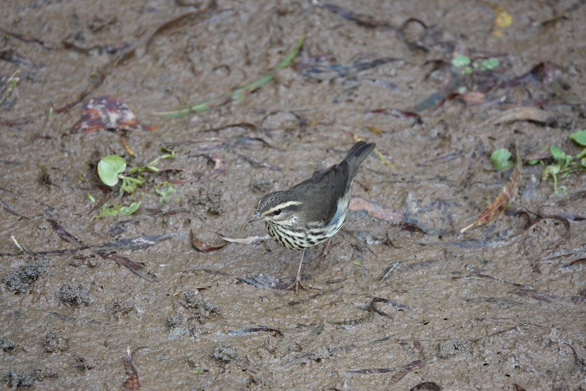 Northern Waterthrush - ML643574193