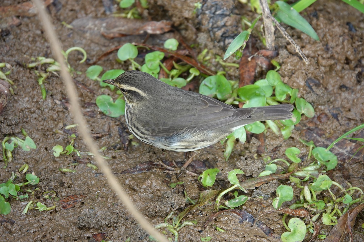 Northern Waterthrush - ML643574194