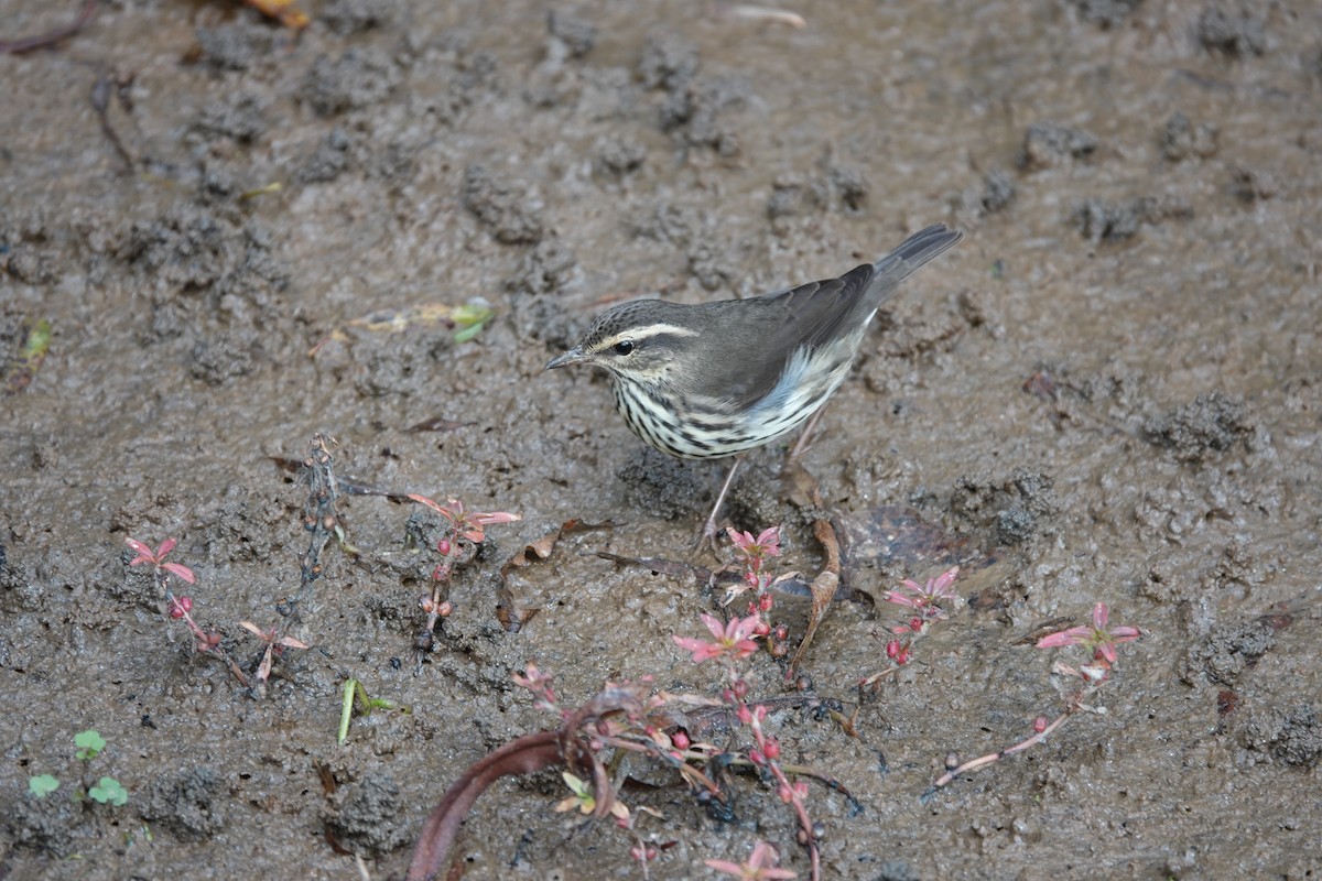 Northern Waterthrush - ML643574195