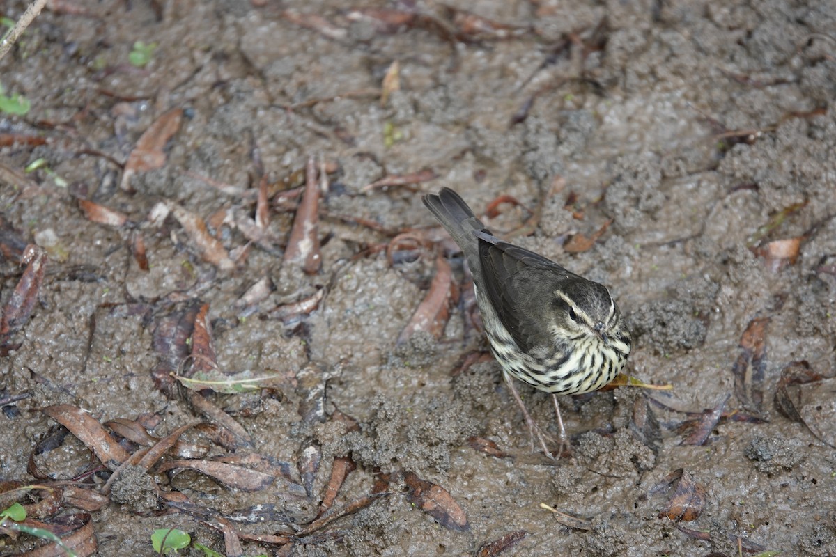 Northern Waterthrush - ML643574196