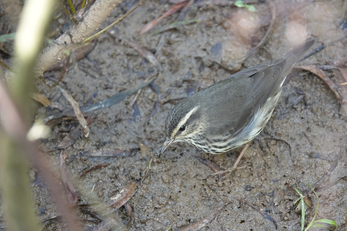 Northern Waterthrush - ML643574198