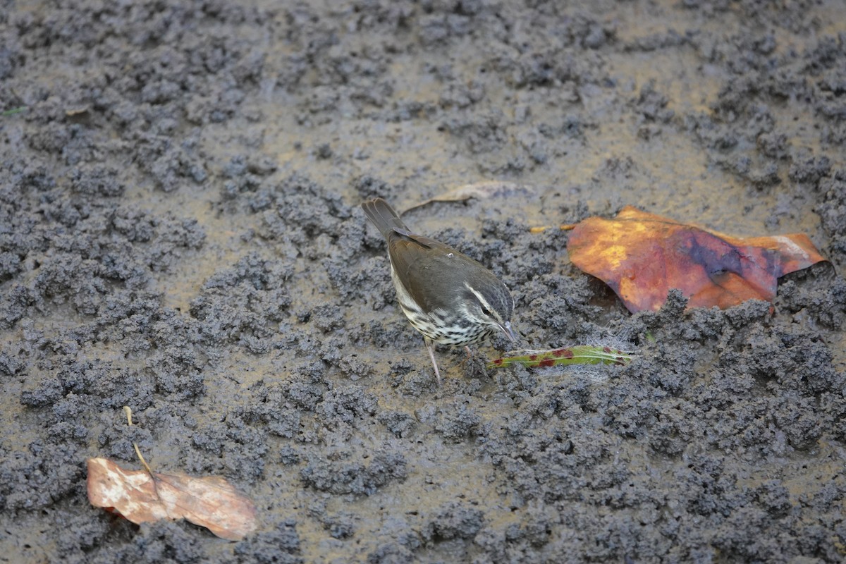 Northern Waterthrush - ML643574199
