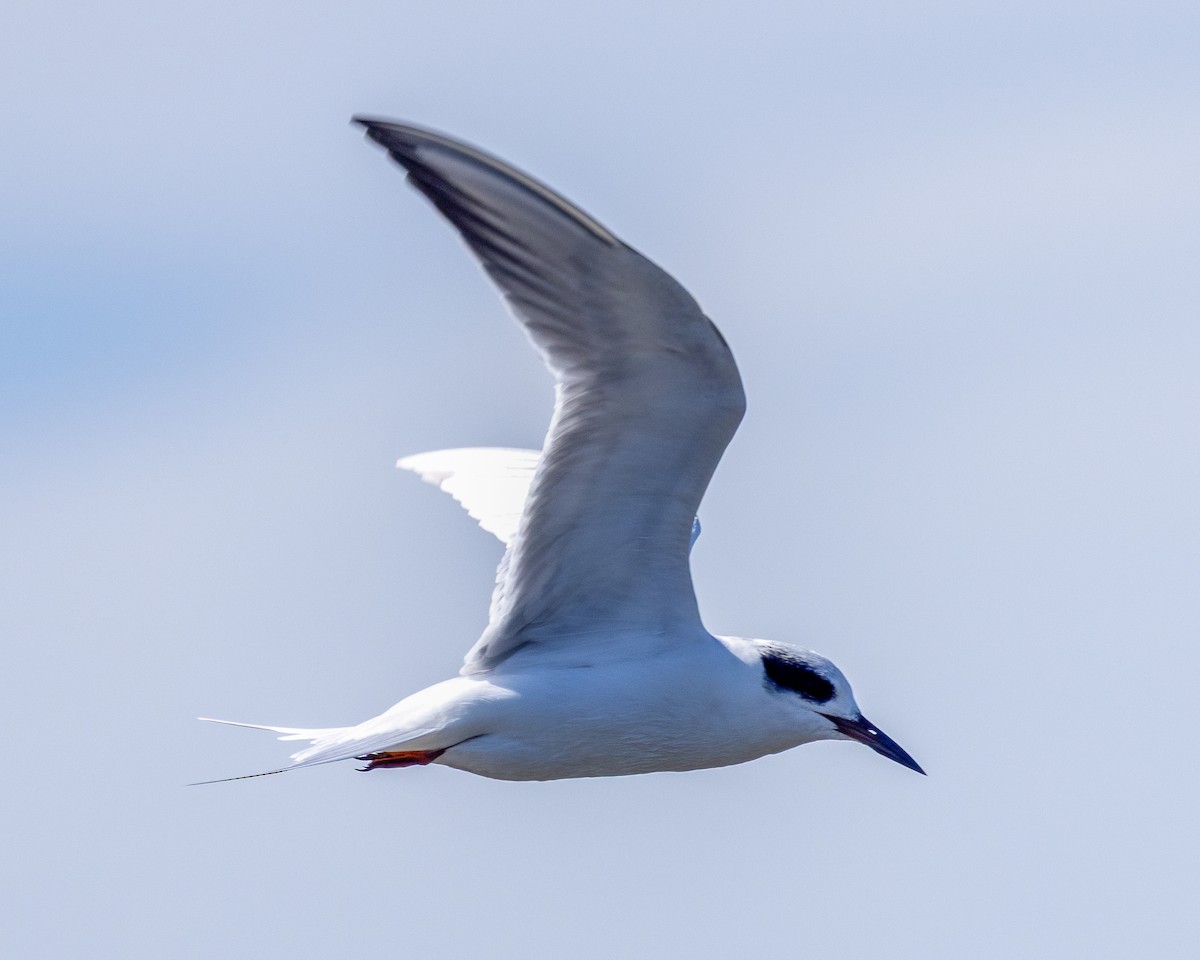 Forster's Tern - ML643574205