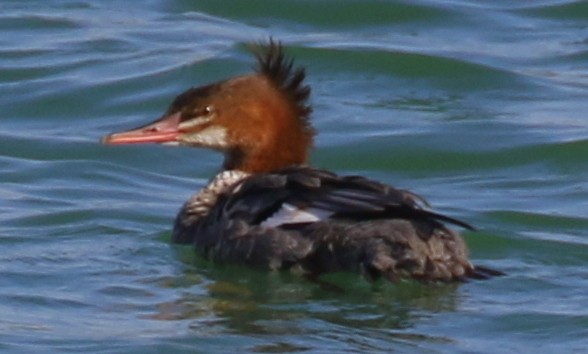 Gänsesäger - ML643574210