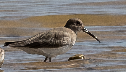 Piovanello pancianera - ML643574213