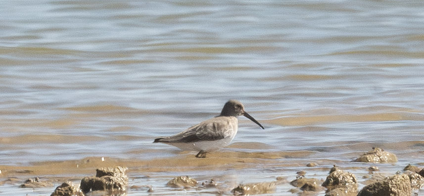 Piovanello pancianera - ML643574214