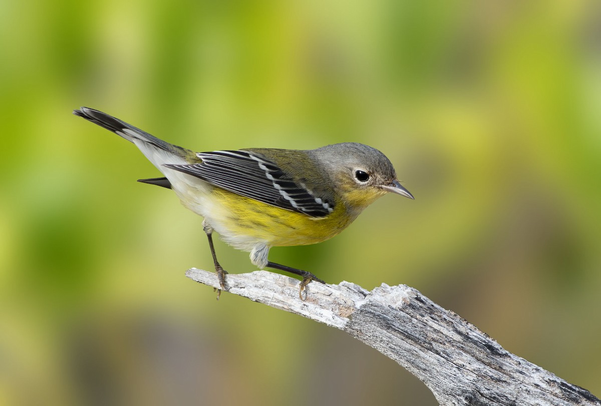 Magnolia Warbler - ML643574218