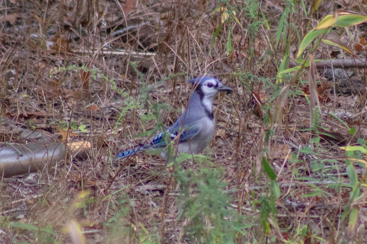 Blue Jay - ML643574219