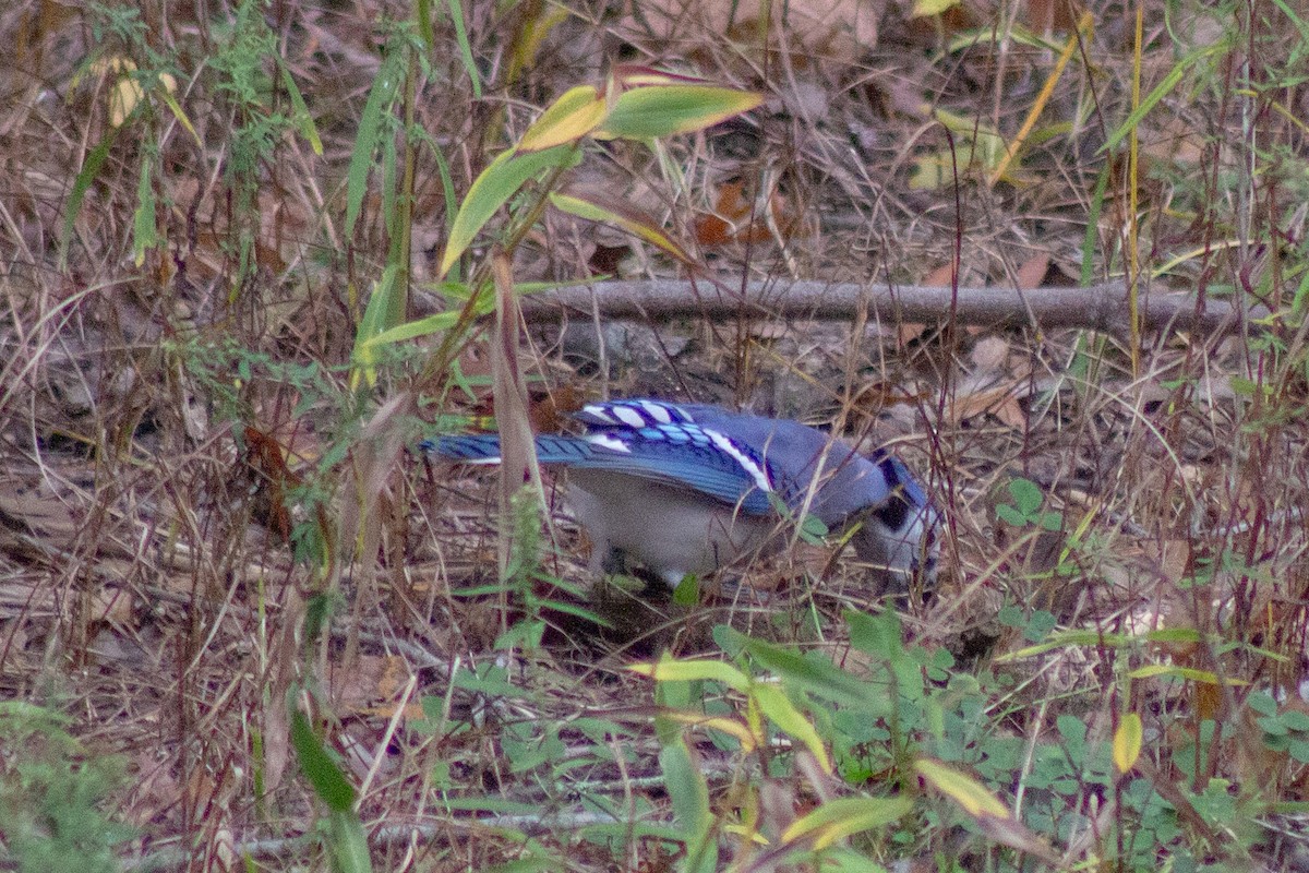 Blue Jay - ML643574220