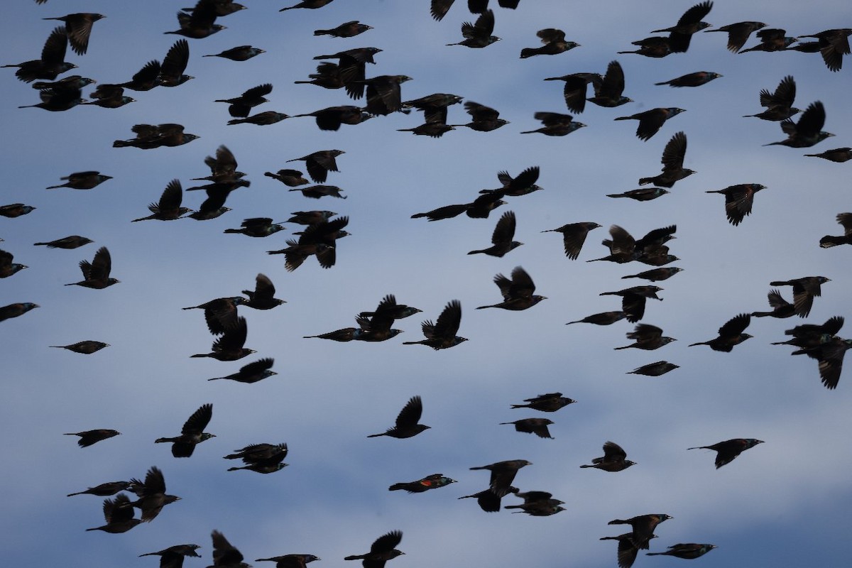 Common Grackle (Bronzed) - ML643574225