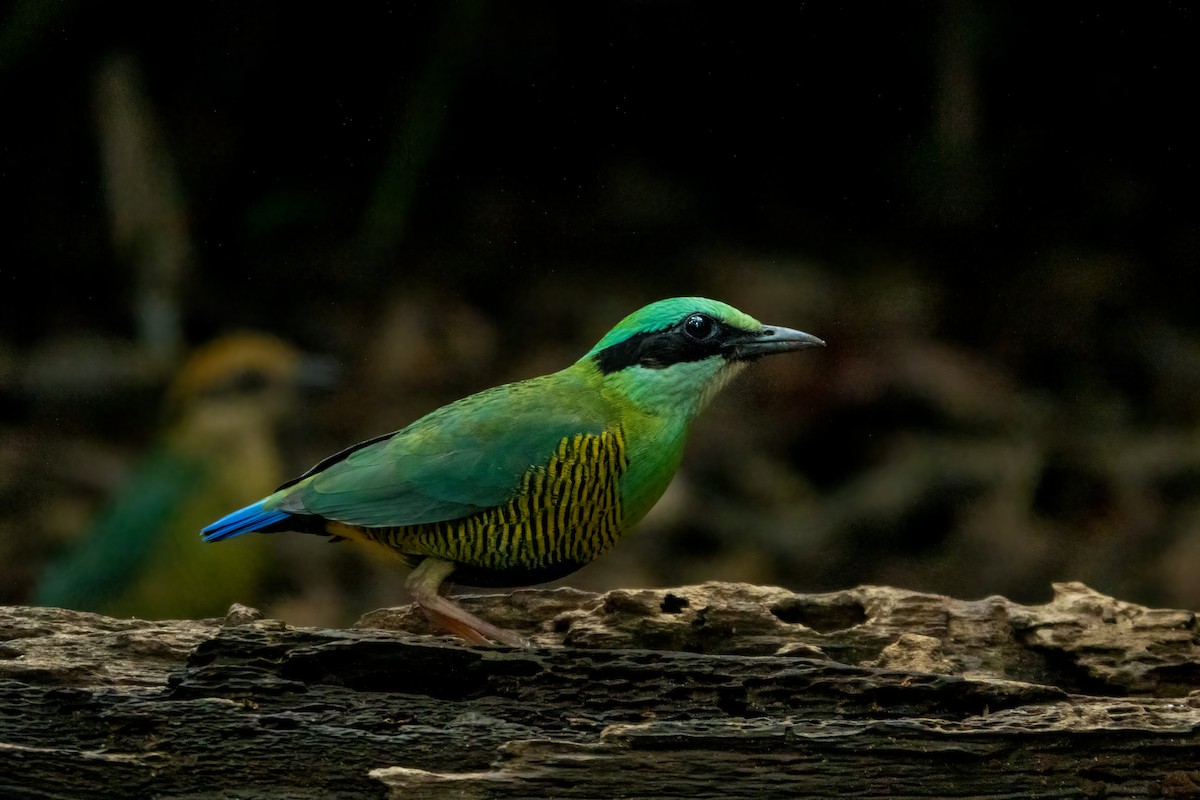 Bar-bellied Pitta - ML643574235