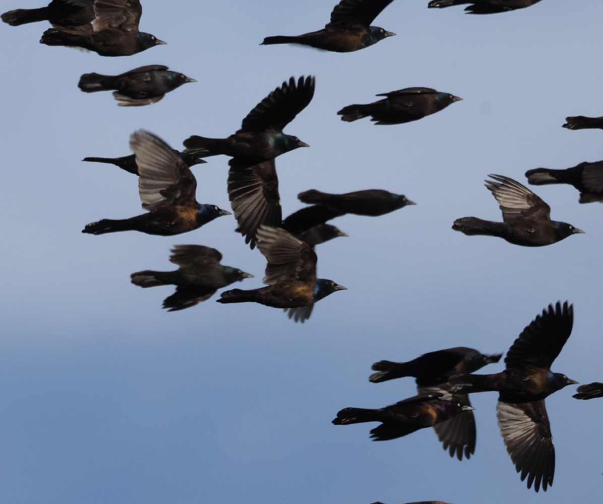 Common Grackle (Bronzed) - ML643574240