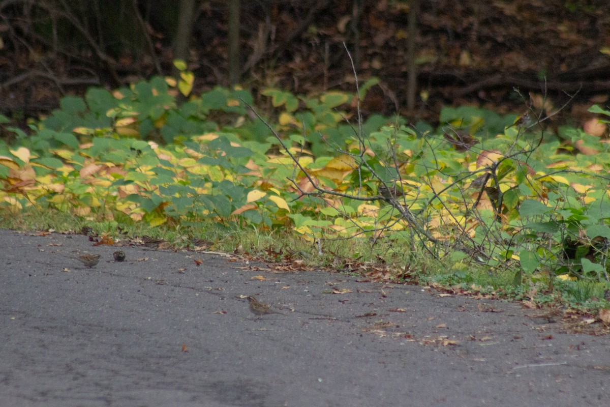 White-throated Sparrow - ML643574243