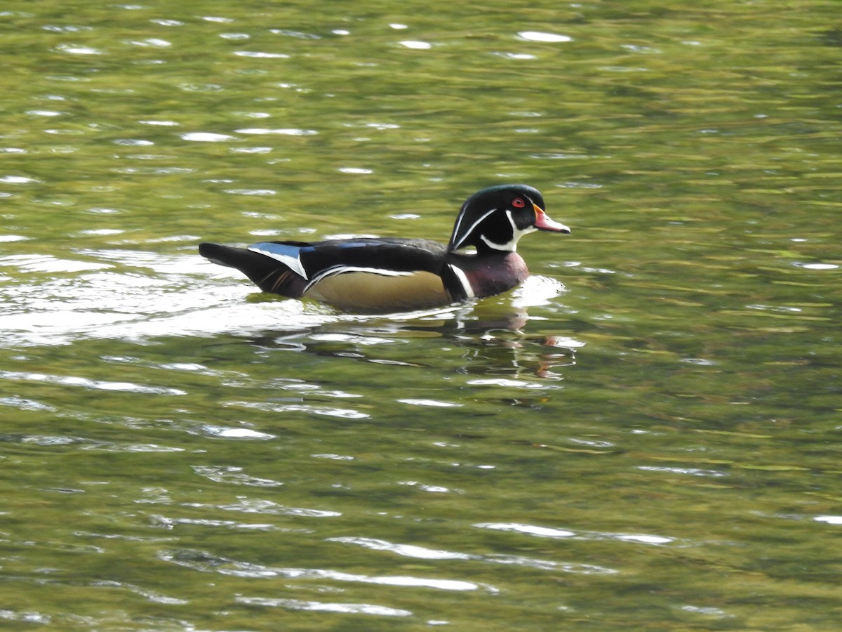 Wood Duck - ML643574257