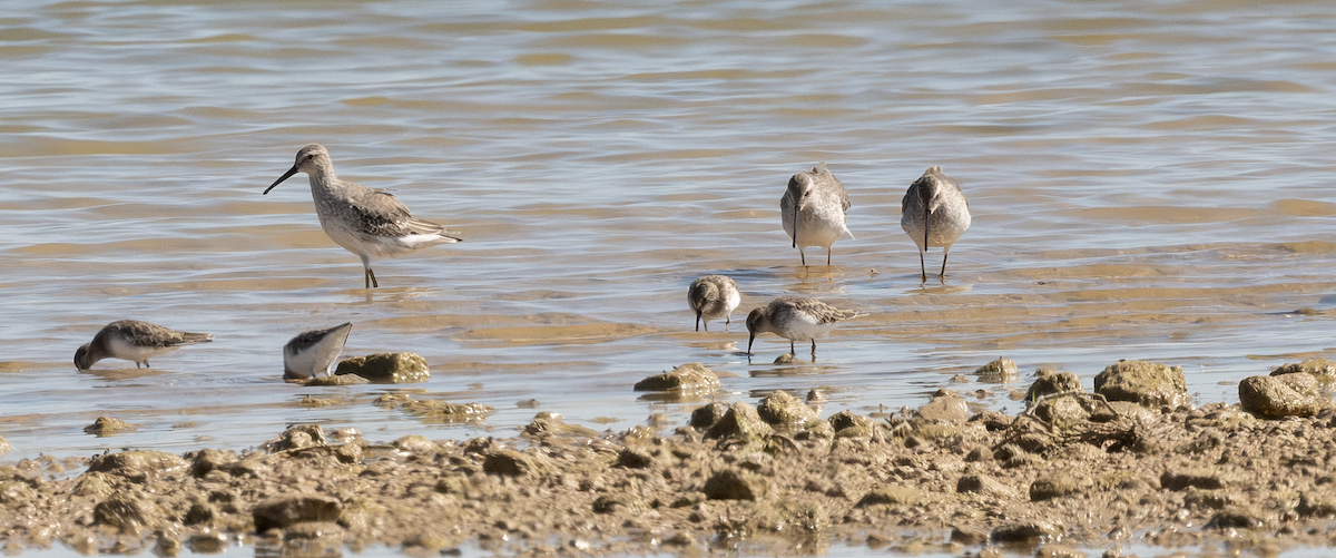 Stilt Sandpiper - ML643574261