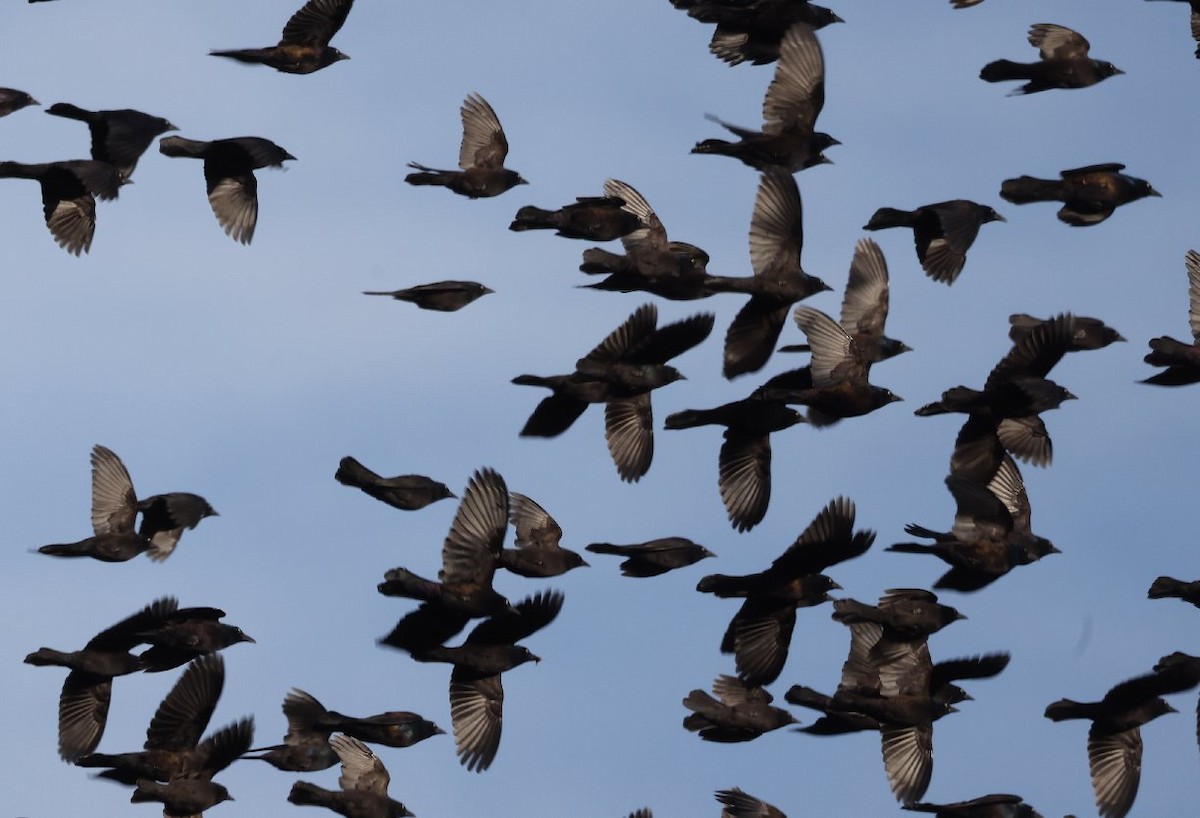 Common Grackle (Bronzed) - ML643574267