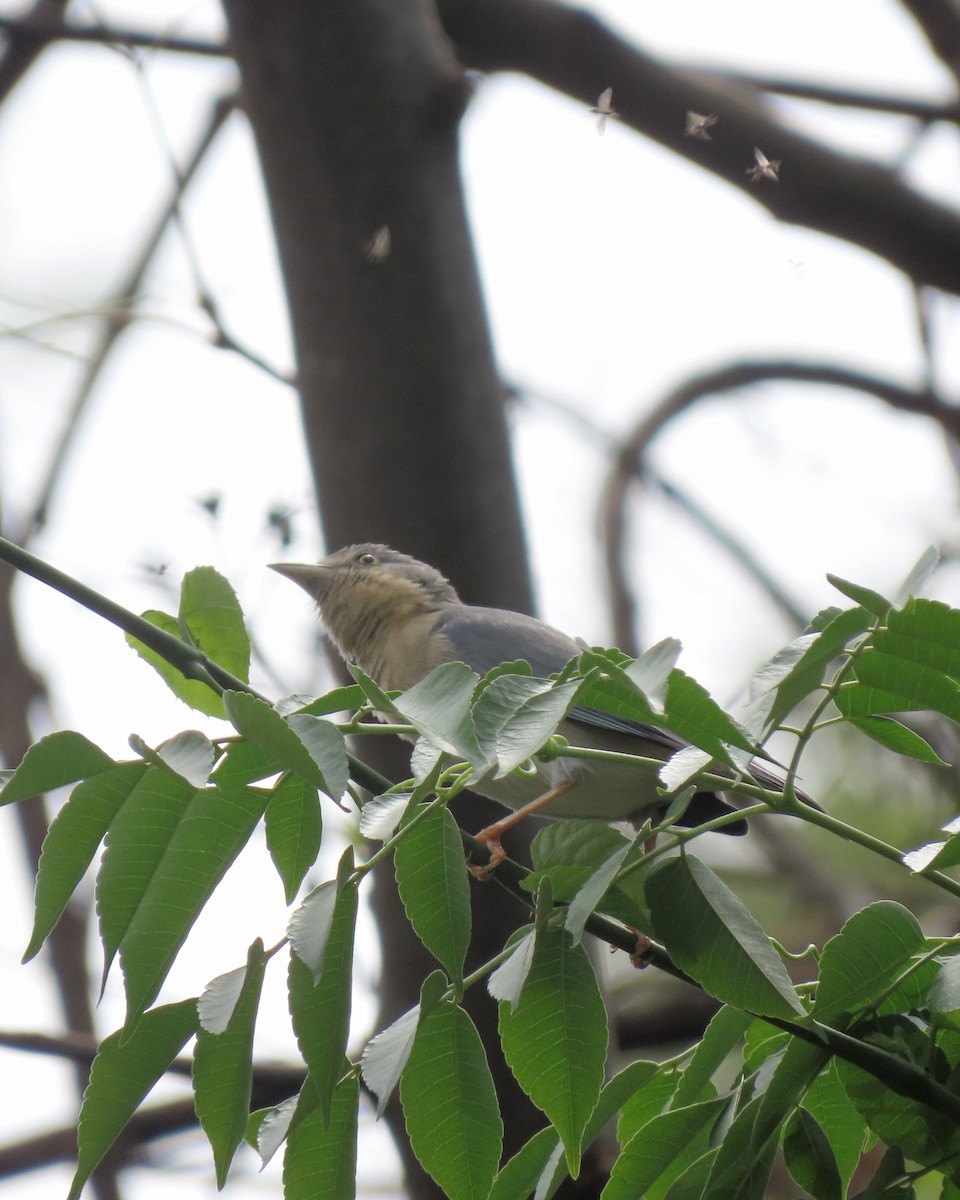 Hooded Tanager - ML643574276