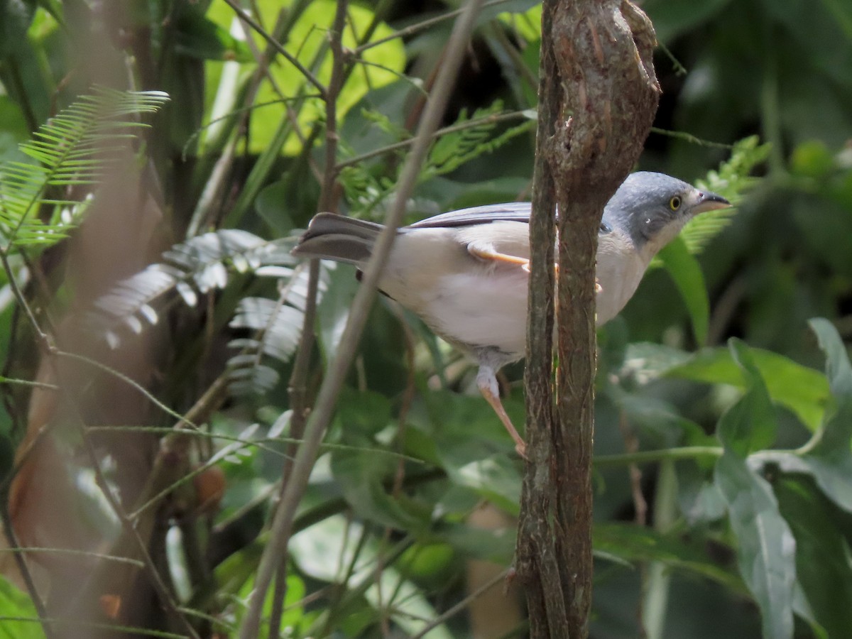 Hooded Tanager - ML643574277