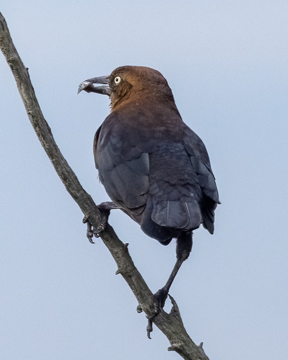 Boat-tailed Grackle - ML643574278
