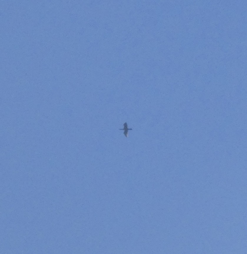 アメリカヘビウ - ML643574282