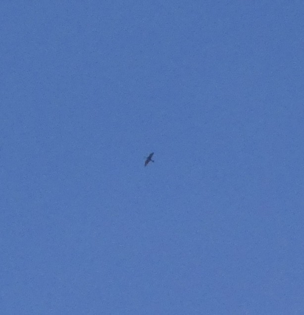 アメリカヘビウ - ML643574283