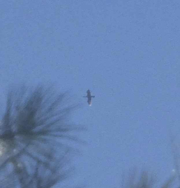 アメリカヘビウ - ML643574284