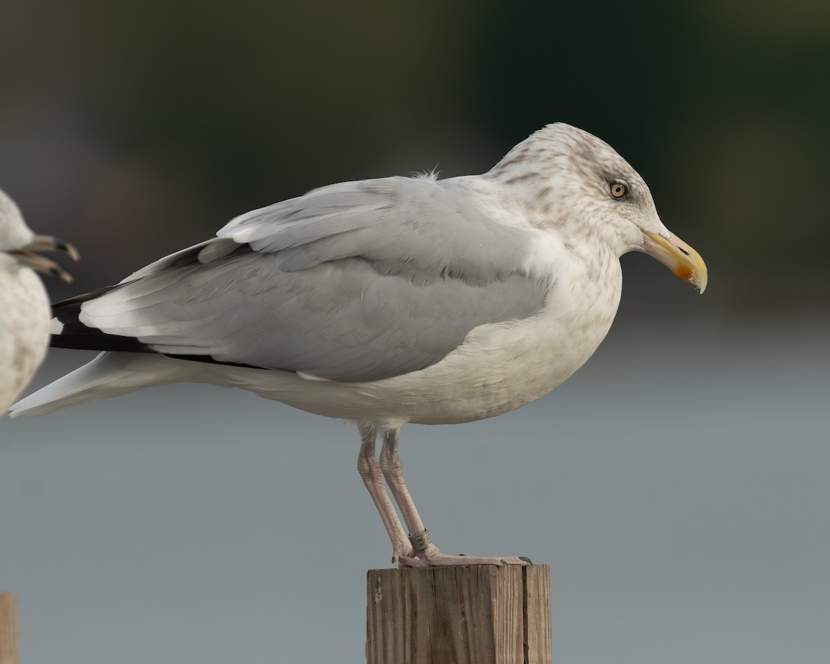 American Herring Gull - ML643574289