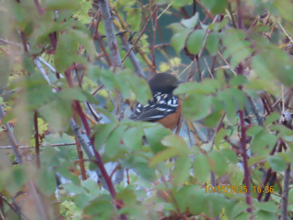Spotted Towhee - ML643574291