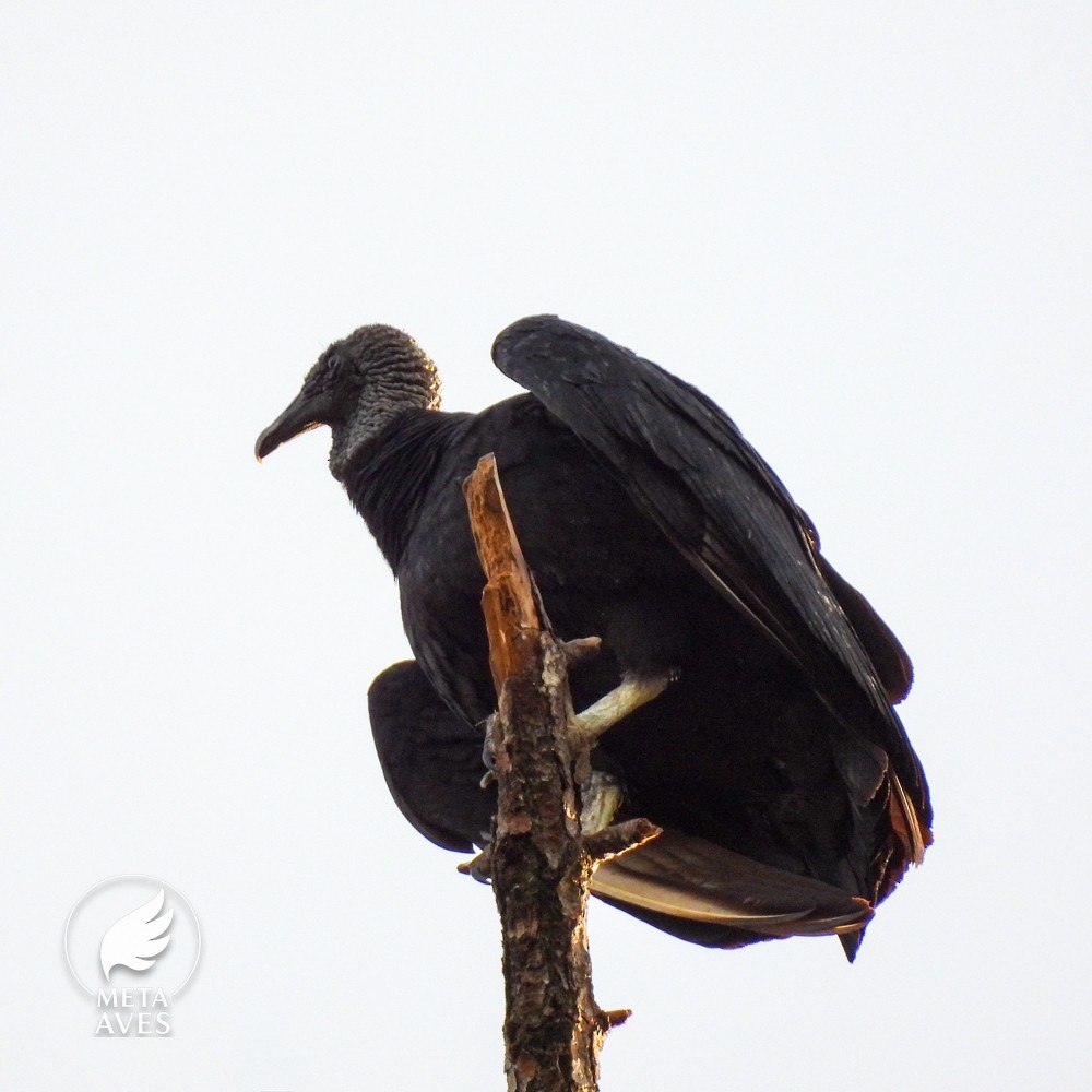 Black Vulture - ML643574298