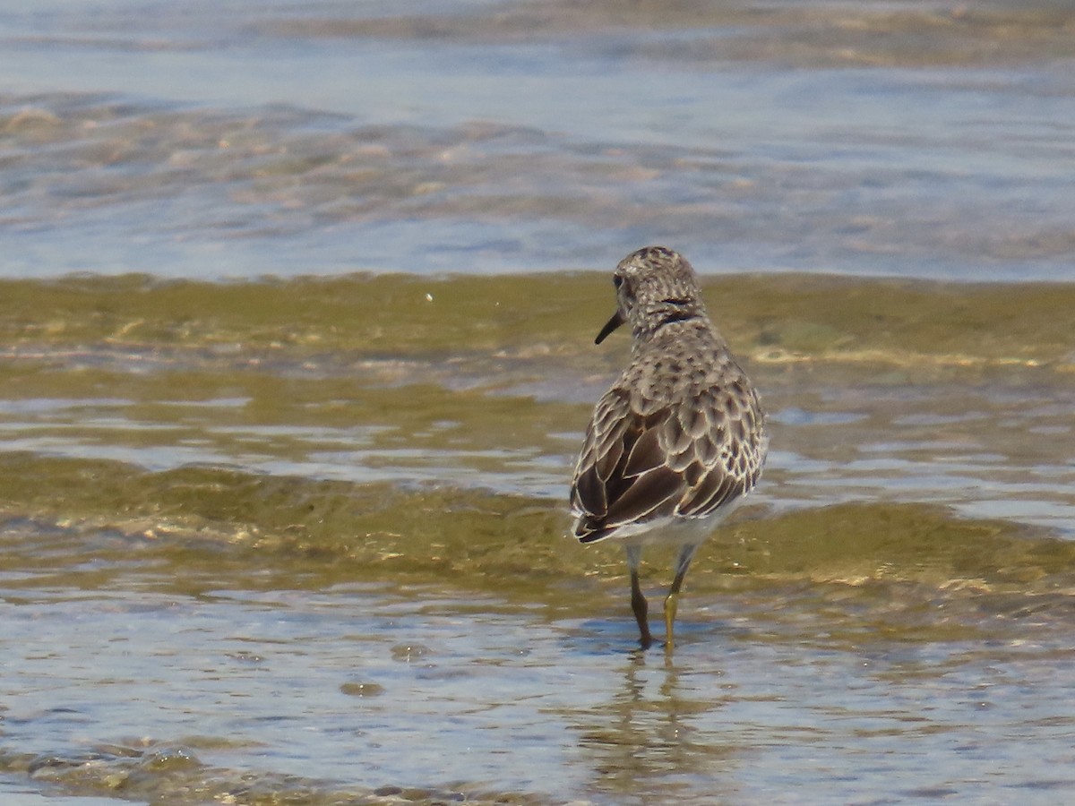 Least Sandpiper - ML643574303