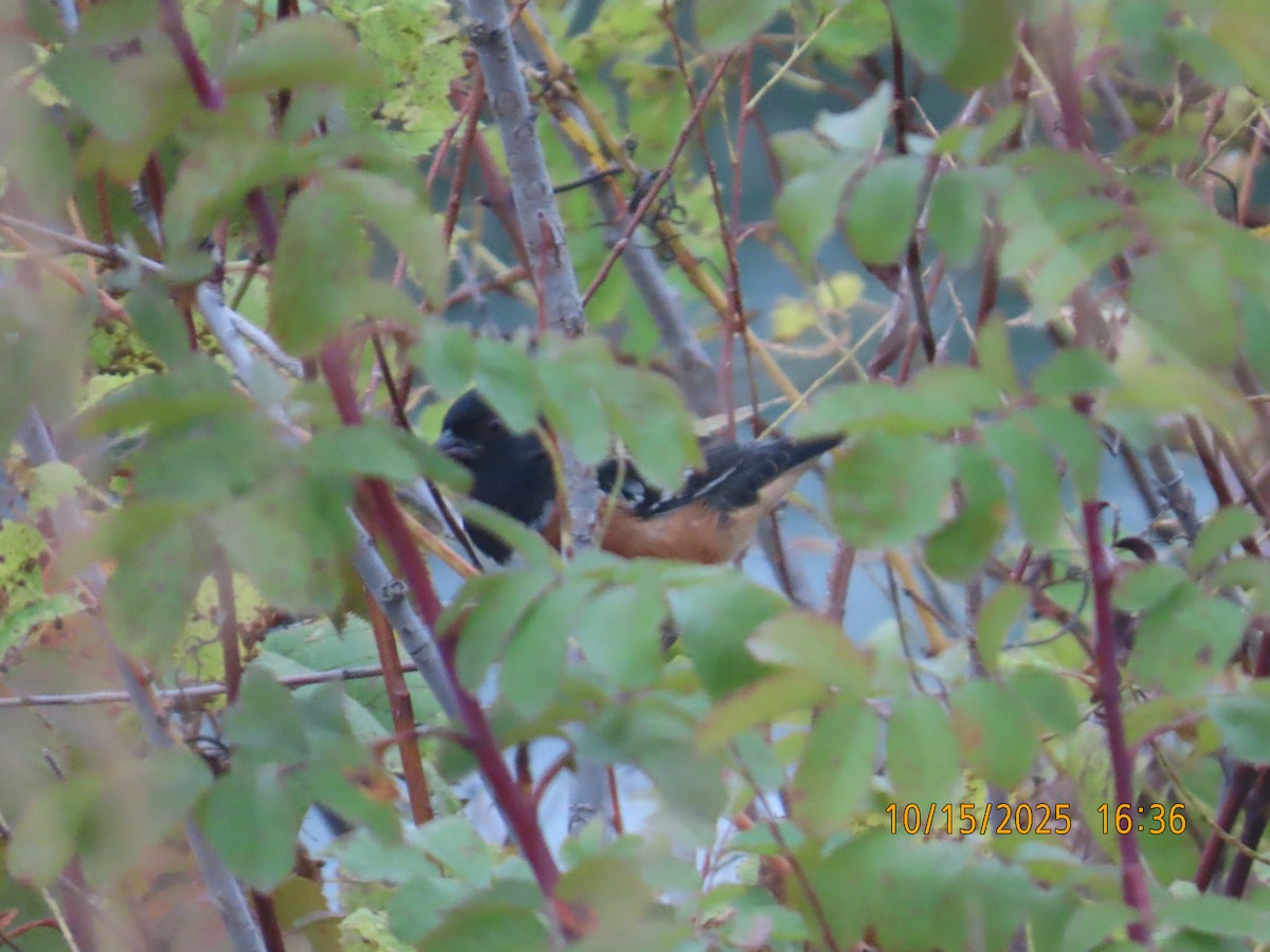 Spotted Towhee - ML643574304